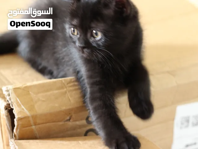 قط بريتش مع تركي بصحه ممتازه جدا
