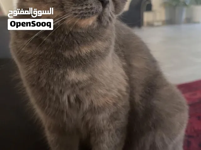 قطه انثى سكوتش ستريت للبيع ب 25 ريال فقط بيعه مستعجله انثر بلو كريم تورتي سكوتشزستريتتتتتتتتتتتتتتتت