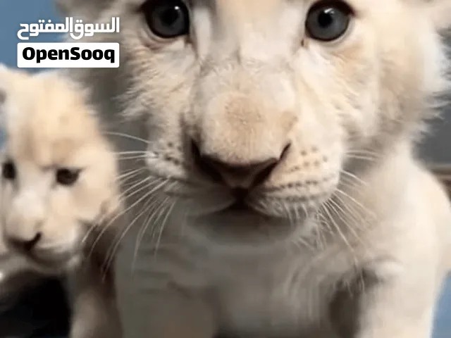 Cub Baby white