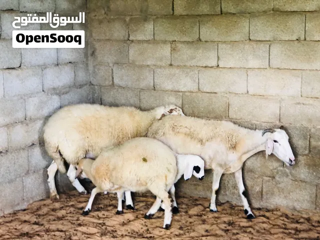 السلام عليكم زوز نعاج ربي يبارك تحتهم زوز فطايم