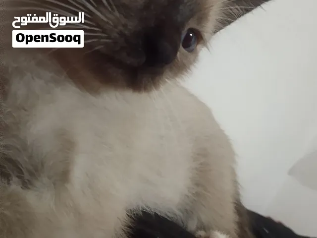 قطة سيامو تبلغ 3اشهر عيون زرقاء صافية تأكل واستعمال رمل لوحدها