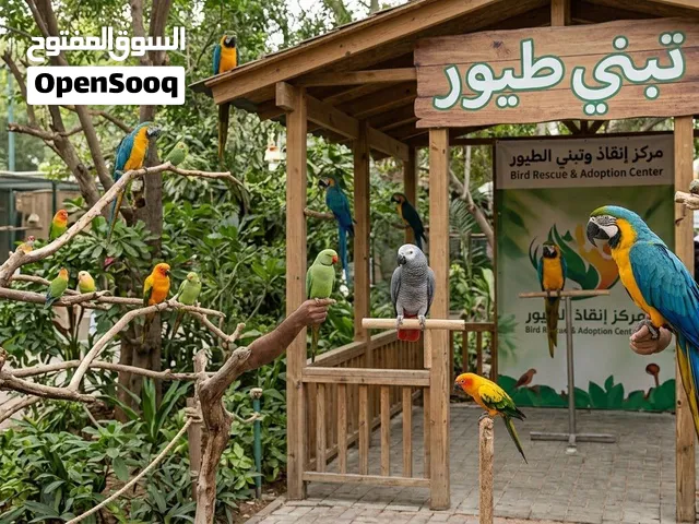 أبغى تبني طيور وبإذن الله أخاف الله فيها