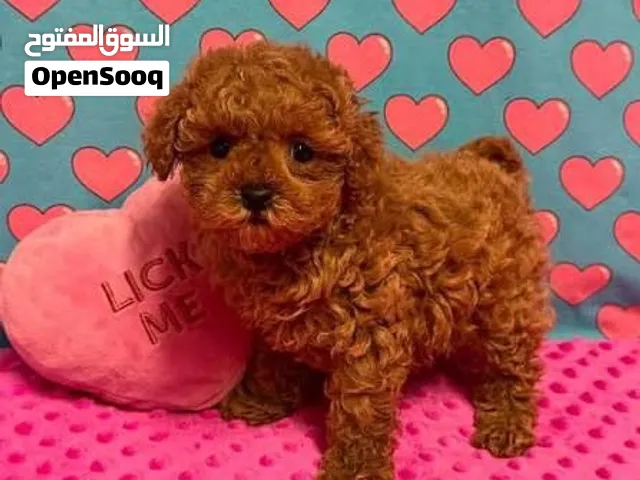 اريد اتبني كلب بودلlooking for