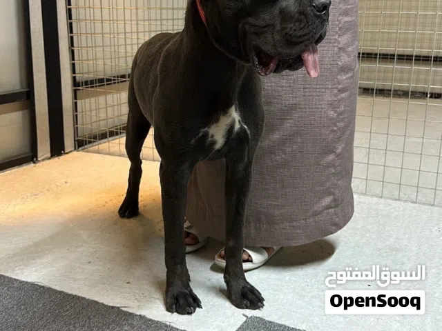 عرض قوي انثى كين كورسو ( سعرها : 2500 )