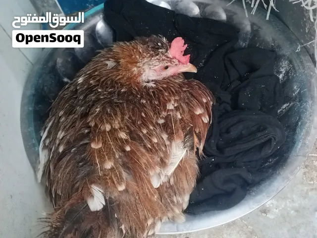 دجاجه كركه صحه جيده ما ويه بيض