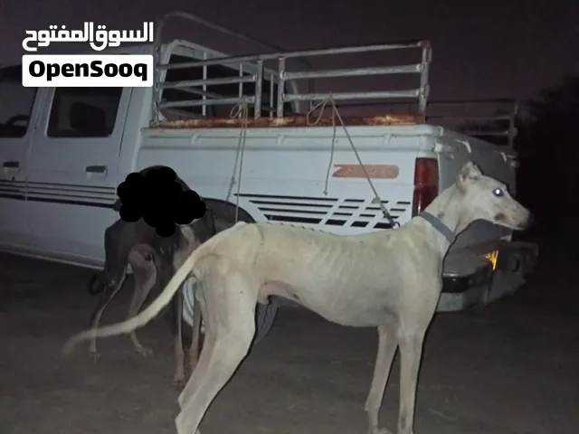 للبيع كلب سلق +جرو عربي