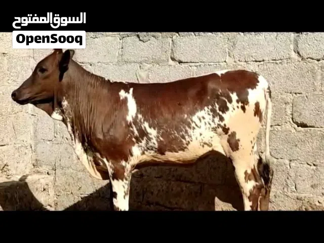 اوفر حلال من صلاله ضفاريات ومهجنات