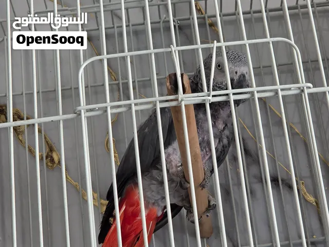 طائر الكاسكو