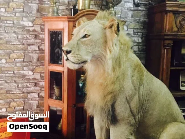 ديكور اسد Decor lion