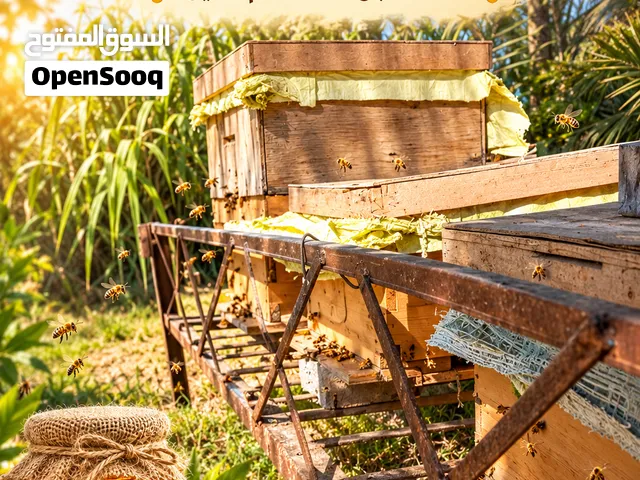عسل طبيعي اصلي للبيع فرز 2026