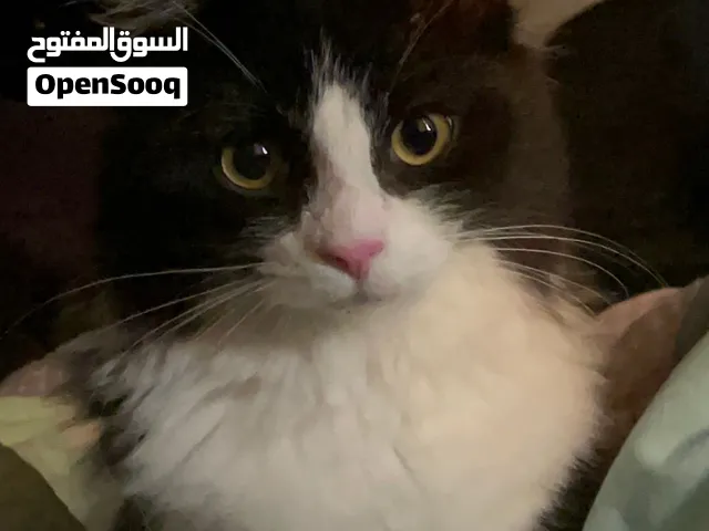 قط للتبني 7 شهور