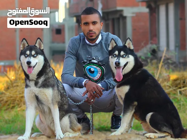 SPECIAL PROFESSIONAL TRAINER ALL TYPES OF DOGS CAN BE TRAINED PROFESSIONALLY