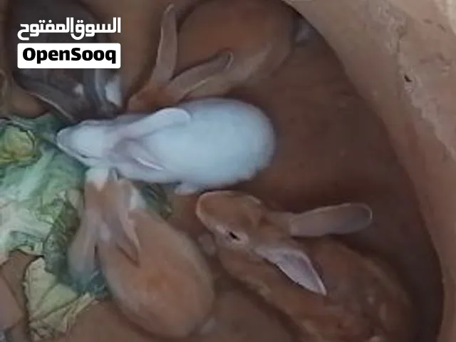 مطلوب كوبيا ارانب عربيات