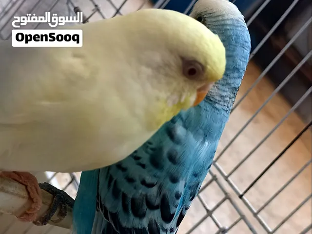 كوبيه بقلينو بسم الله مشاء الله كوبيه خاليه من اي مرض كوبيه إنتايه نافخه بدحي إنتايه عين حمرا