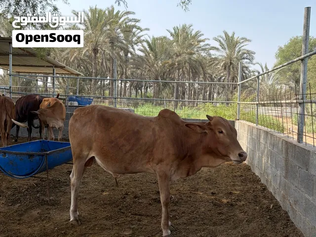 للبيع عيل اثيوبي تابع الوصف