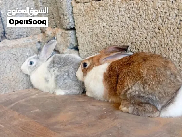 ارنب للبيع دكر وانثي حاجه نضيفه