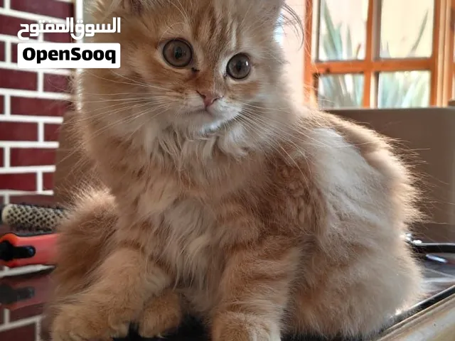 قطة شيرازي مع البيت بتاعها وحاجاتها كلها