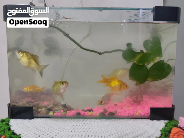حوض سمك مرتب حجم وسط