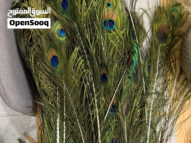ريش طاووس طبيعي