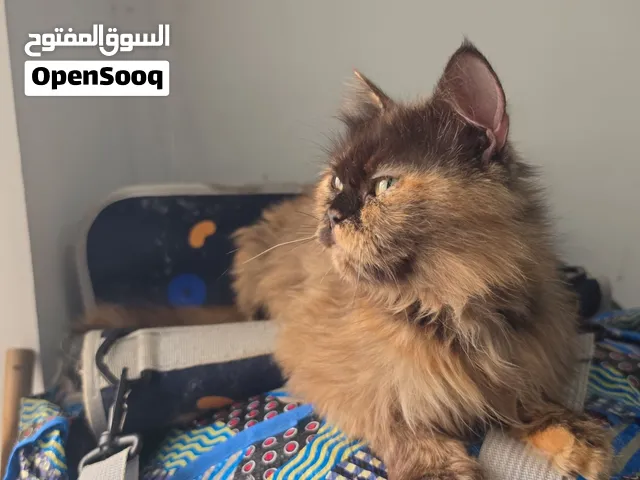 قطة انثى للتبني مجانا