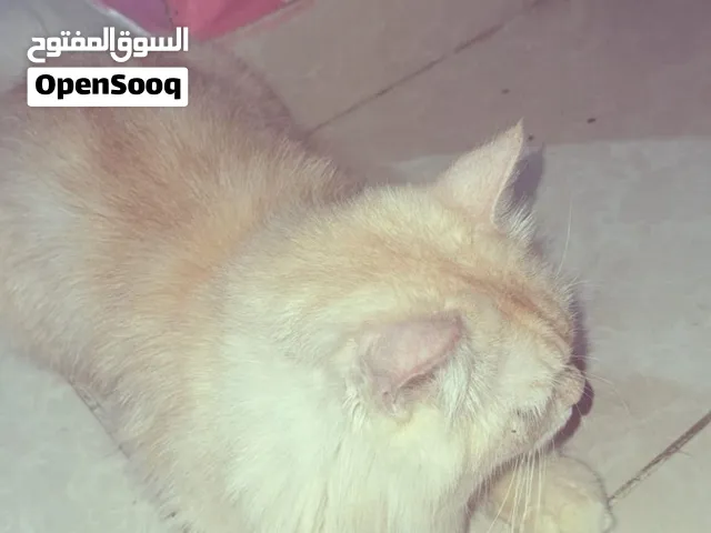 Persian cat for sale