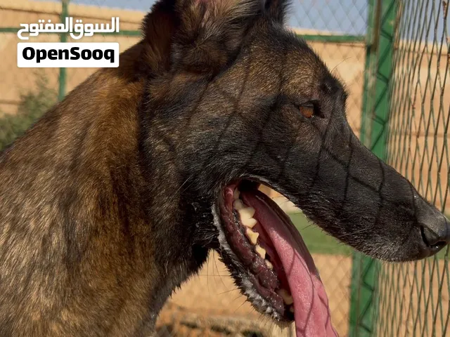 أنثى مالينو شربوني  مستورده