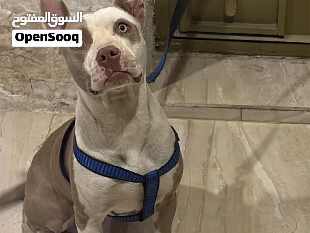 كلب بيتبول انثى