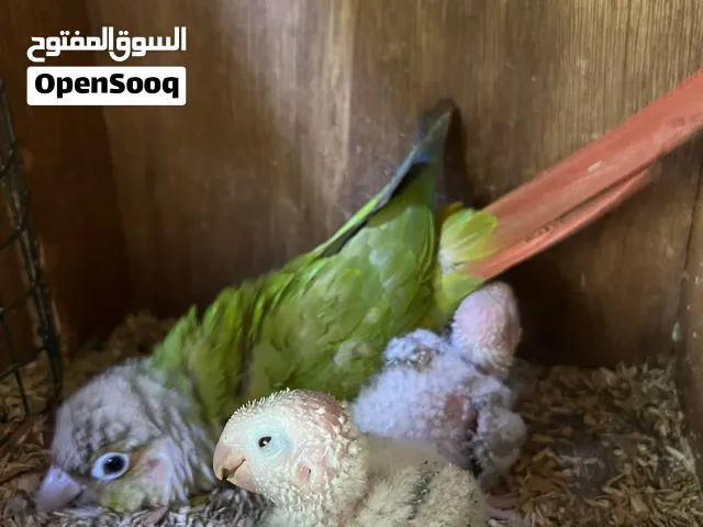 فروخ كنيور أناناس دبل رد فكتور 35و كوكتيل البينو 15