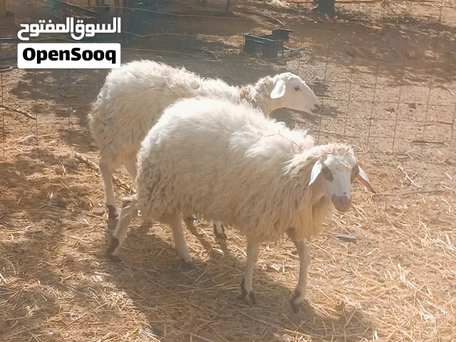 زوز فطايم توميات  وطنيات  الله يبارك  عز ماتكسب  نظاف ناشطات عمر 7\8شهور