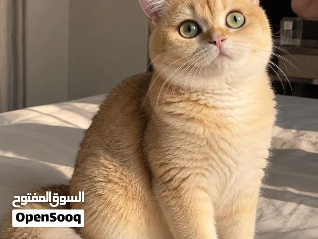 British Shorthair Pure