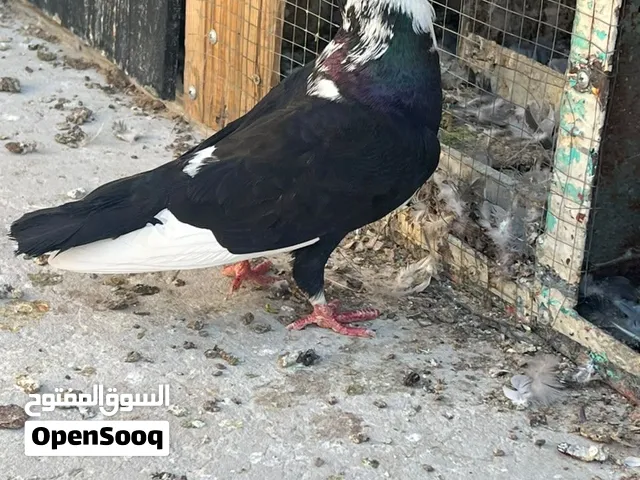 متاح طيرة مطوقة