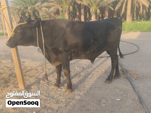عجل جريسي نمساوي