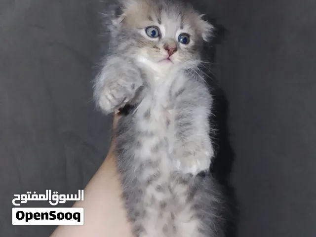 قطط سكوتش فولد مكس شانشيلا