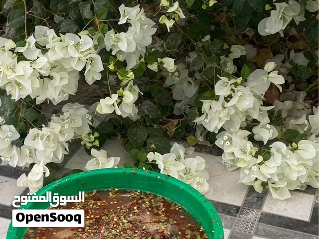 متوفر مالح جيذر و سهوه