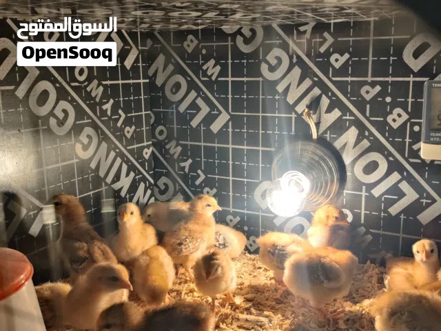 بيض وصوص رود أيلاند نقي