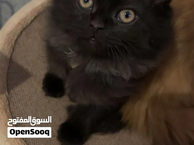 Name- Panther