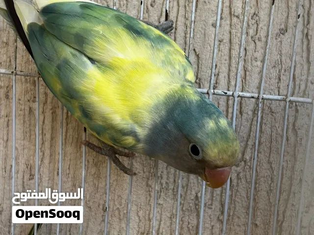 الطفره مفيش منها الا هادا كان في غيره جيبه وهات سعرك حتى اسمه منعرفاش كوبيه بركديلو روز الوان تتكلم
