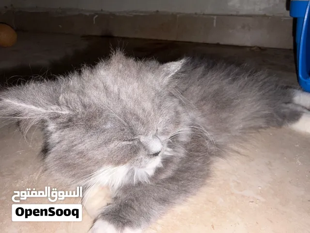 قطه للبيع جميلة جداً أنثى