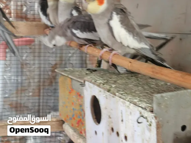 طيور كوكتيل ابيع ازواج او تك عندي زوج جوا فرخين وزوج جوا بيض كل زوج وسعره وكل تك وسعره طيور تبزيري