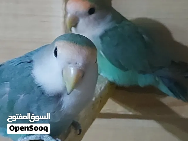 زوج غندورة حلو ومرتب الصور من انتاجي  اول موسم الهن بدن يتزاوجن  طيور تخبل وحلوه اقره الوصف