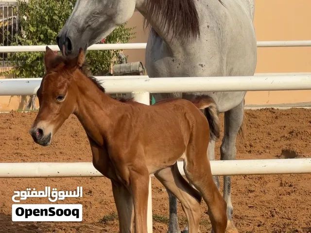Horse for sale
