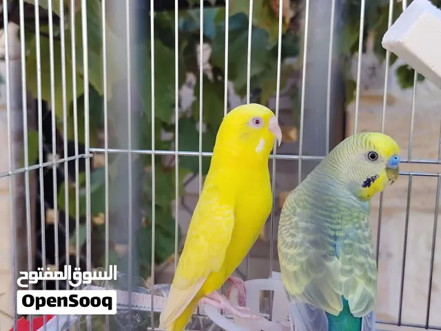 طيره حب جاهزه مع قفص بسعر حرق فقط 8 دنانير