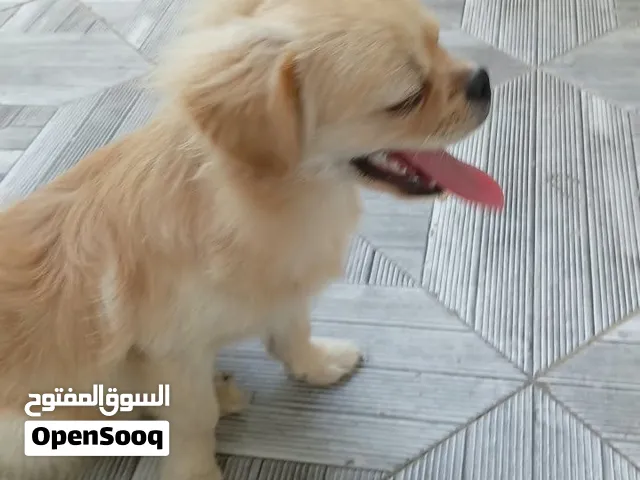 ارخص سعر ف السوق لعوبه معا الاطفال شوف الوصف