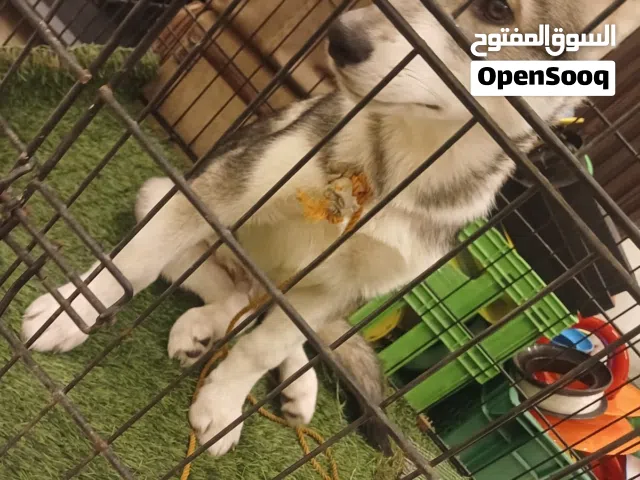 كلب هاسكي عمره 5 شهور