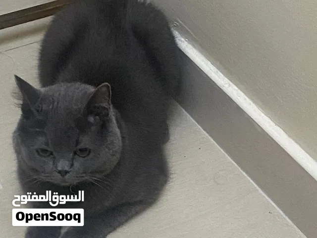 أمورها فوق الطيبة وقابل للبدل