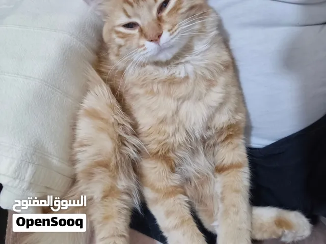 تبني او بيع