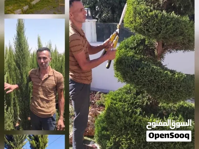 تنسيق الشجر جولد ستار وتهذيبه بأجمل شكل تقليم تطعيم تسميد رش الشجر