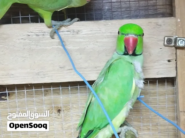 جوز دره هندي بالغين ومطوقين