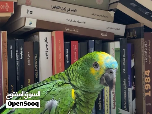 أمازون بلوفرونتد