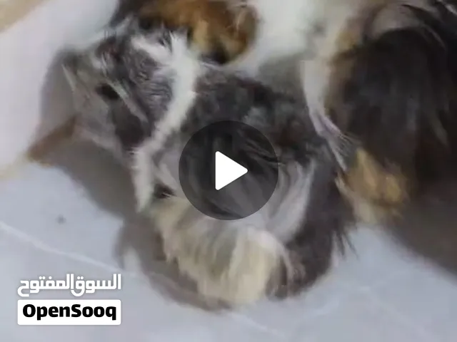 هامستر للبيع